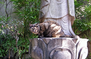 増上寺の野良猫