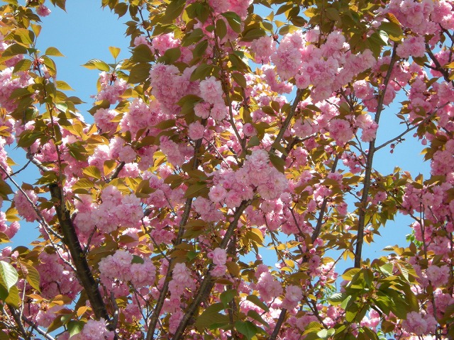 自宅前の公園の八重桜